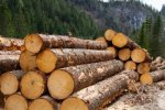 Депутаты Заксобрания обсудили ситуацию в сфере лесозаготовок