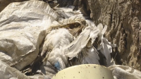 В Чистоозерном районе массово гибнет домашняя птица