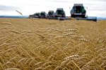 Новосибирские аграрии: Урожай есть, а денег нет