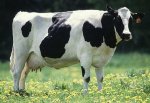 Заболеваемость крупного рогатого скота лейкозом в ряде районов Новосибирской области превысила 50%
