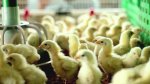«Коченевская птицефабрика» задолжала своим сотрудникам более 6 млн рублей