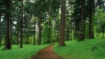Экологи бьют тревогу: Минприроды предложило изменения в Лесной кодекс
