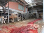 В Татарском районе крестьяне вынуждены массово резать скот