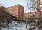 Антон Тыртышный потребовал разобраться со спилом деревьев у себя на округе